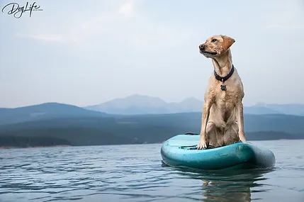 A dog sitting on a kayak in the water