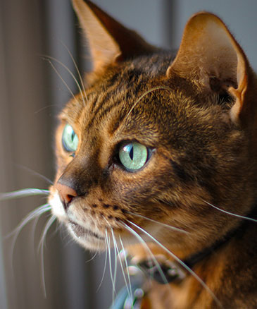 closeup of cat with turquoise eyes