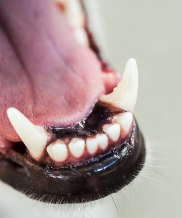 closeup of dog's teeth
