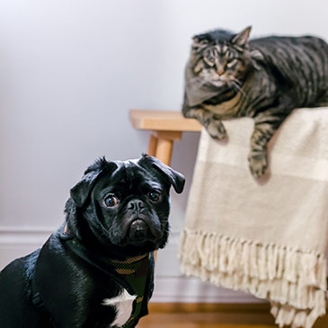 dog and cat lounging at home