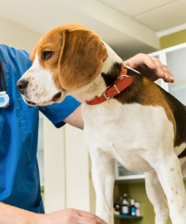 brown and white dog being examined by vet