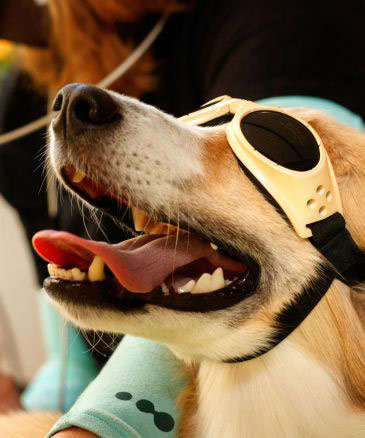 dog wearing protective goggles in preparation for laser therapy