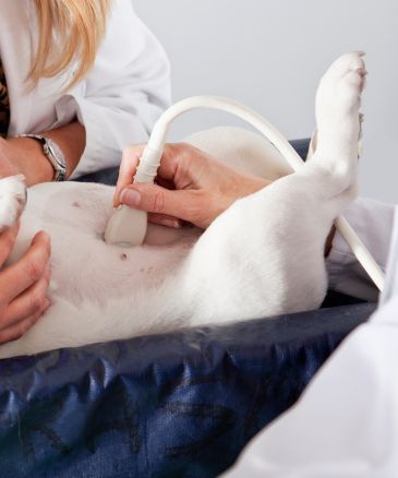 closeup of ultrasound being performed on dog