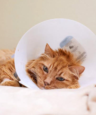 cat wearing post surgery cone