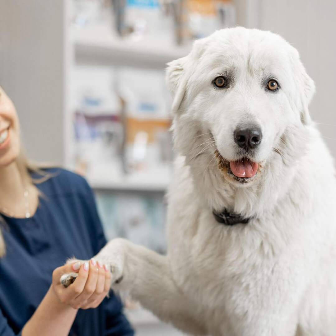 A vet holding hand of a white dog