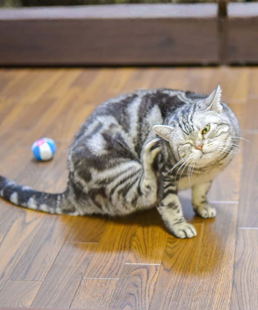 Cat scratching his face with his feet