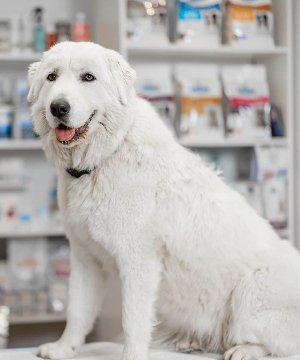 A big white sheepdog sitting on reception