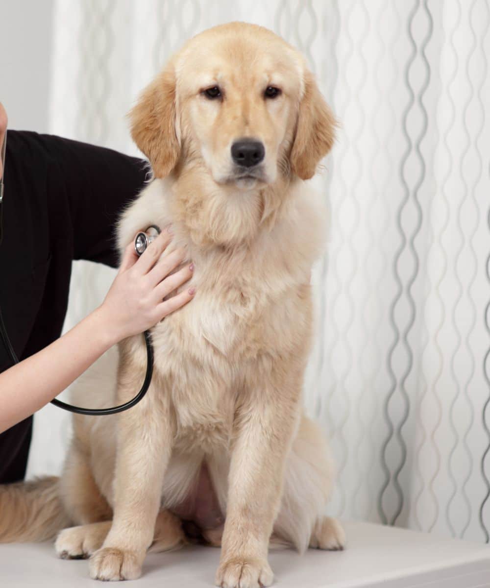 Vet listening to a dog’s heartbeat