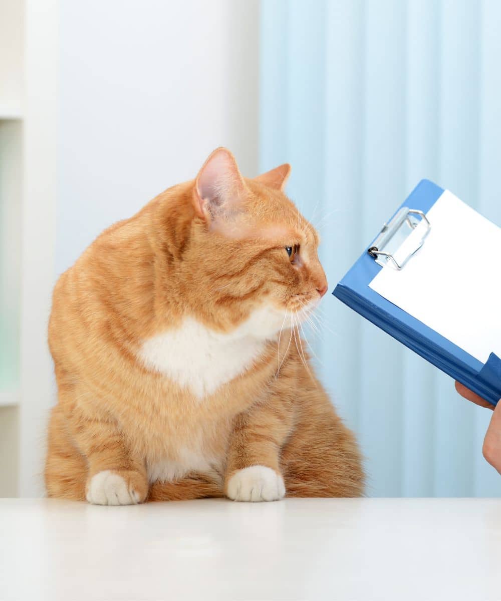 Cat health evaluation at clinic